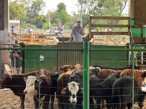 Feira de gado que aconteceu no dia 20 de maio